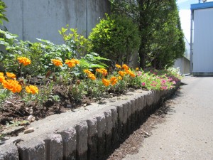 夏の草花